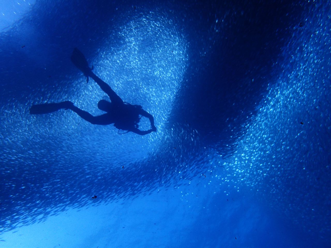 Scuba diver under a school of sardines in cebu