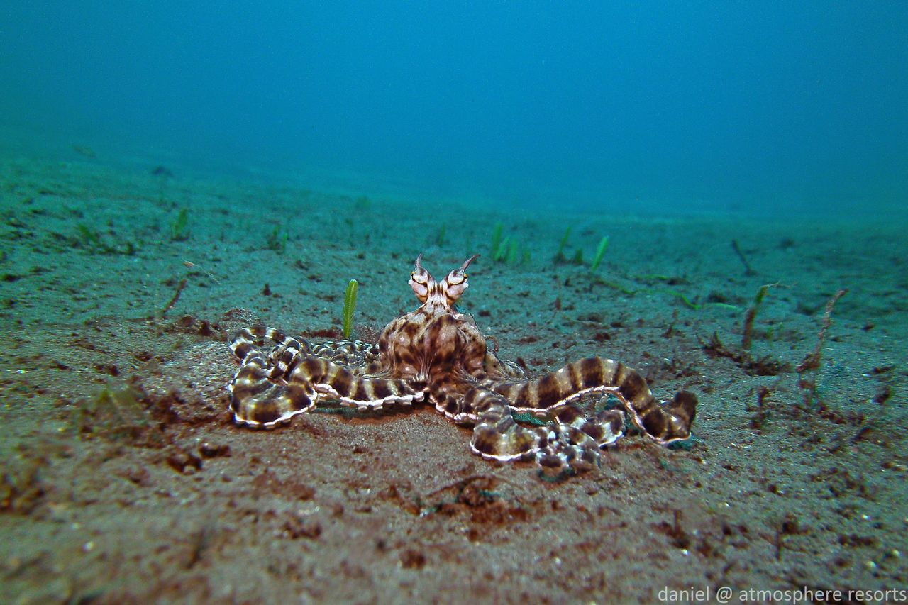Mimic octopus rare and remarkable cephalopod known for its distinct brown-and-white stripes and extraordinary ability to actively impersonate other dangerous marine species