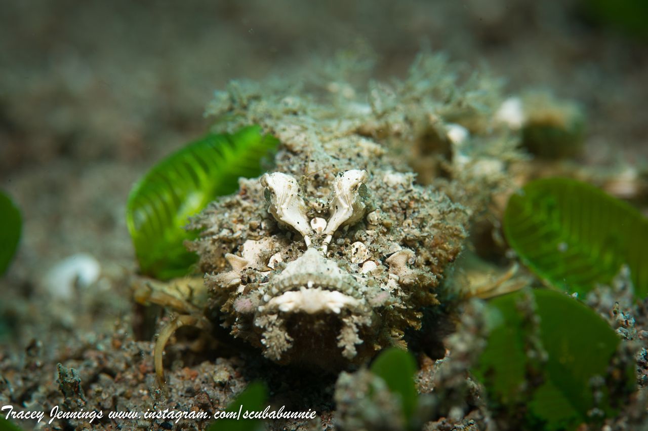 Spiny Devilfish in muck diving in Dauin