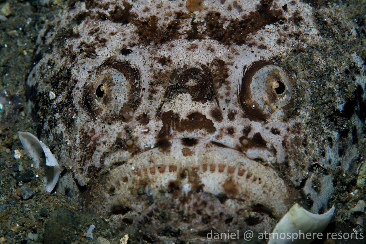 stargazer fish in the muck in dauin