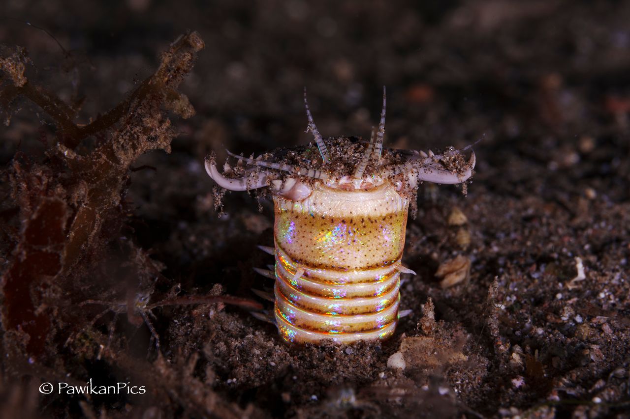  Dauin Bobbit Worm muck diving