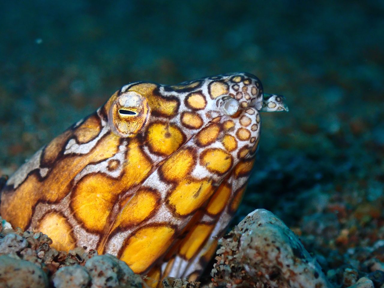 Snake eel macro diving