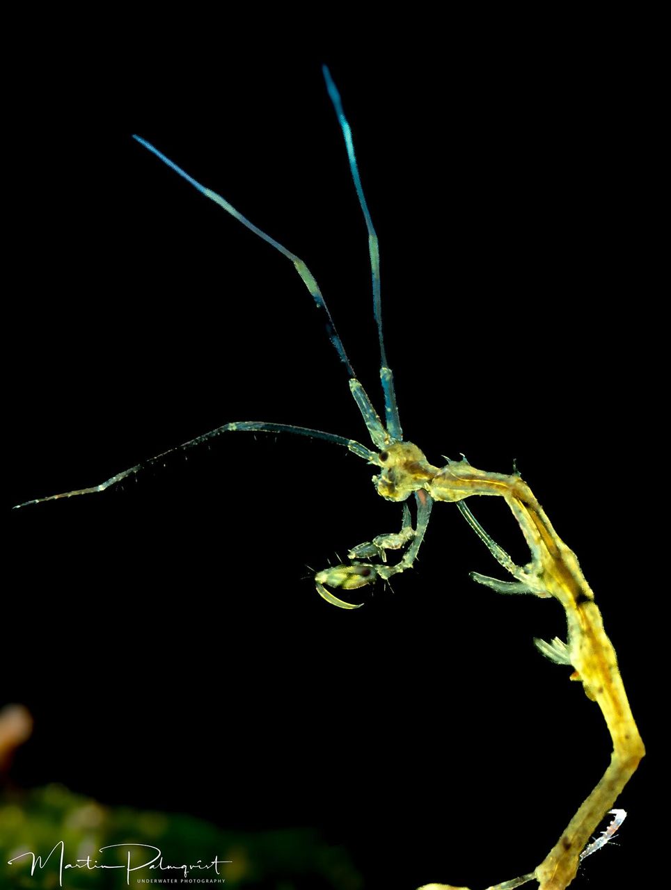 Skeleton shrimp macro photography dauin