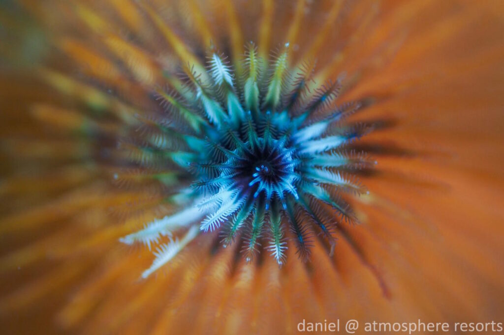 Blue and white Christmas tree worm extending its feathery tentacles against an orange coral background in Dauin